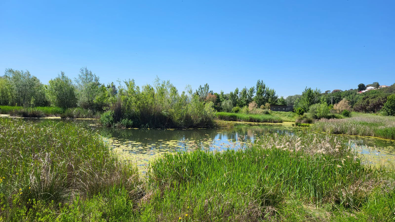 Millora ambiental de la bassa de Can Dunyó