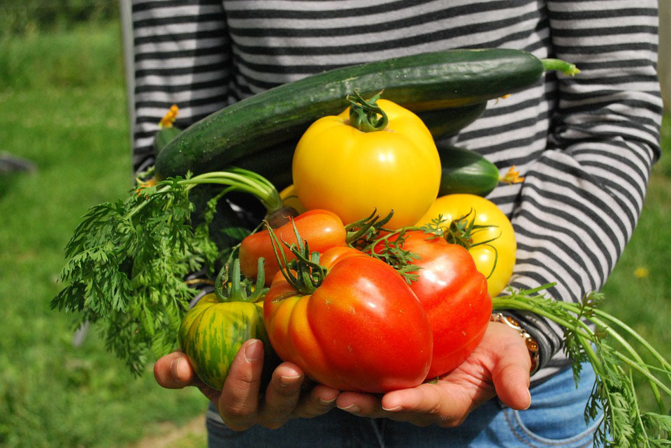 Les escoles bressol consumeixen verdures i hortalisses ecològiques i de proximitat