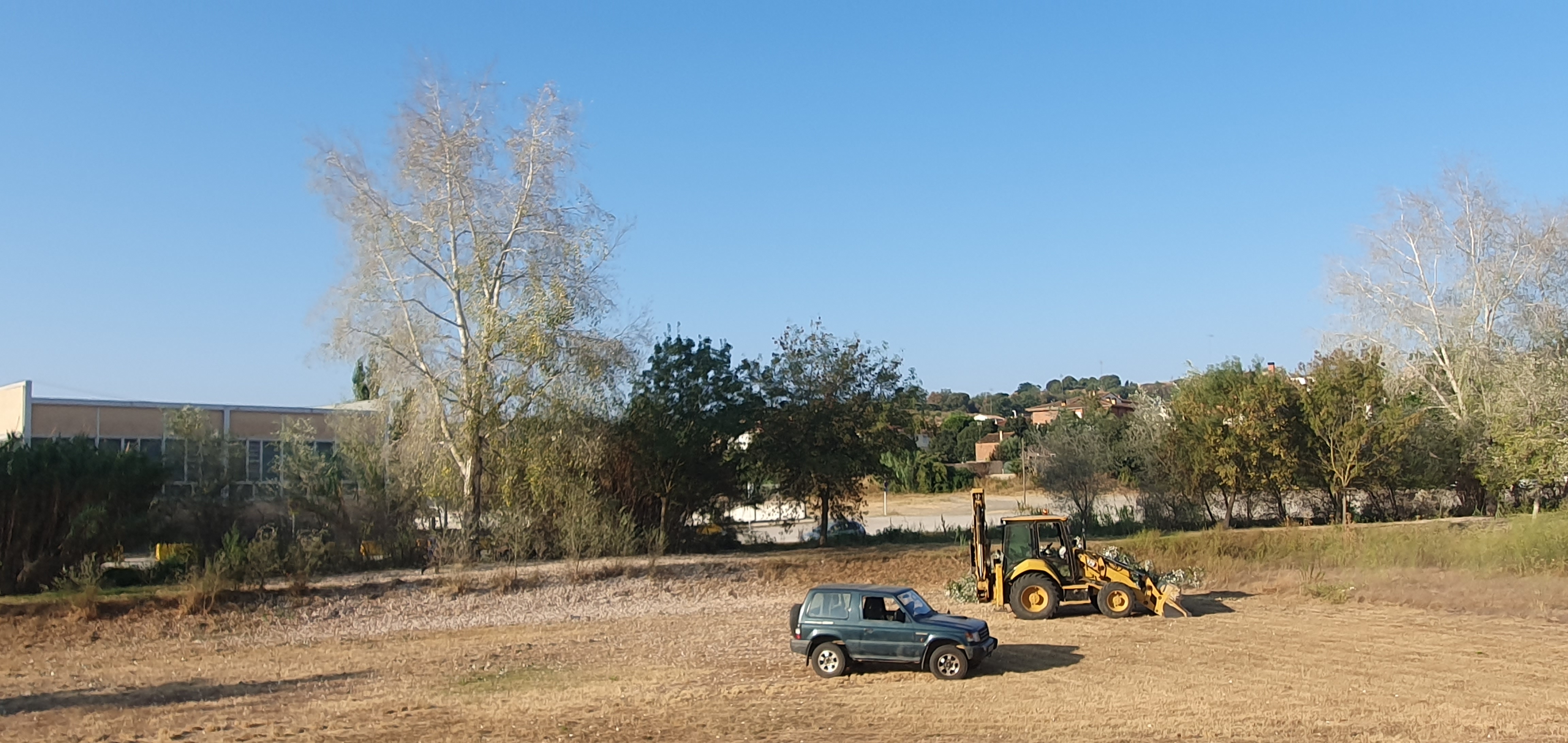 Tala controlada d'àlbers al Camí Ral per risc de caiguda